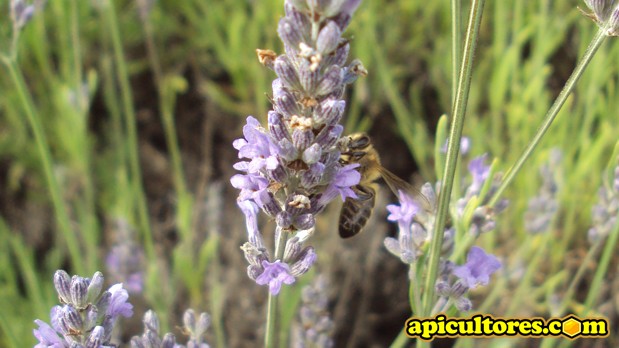 Abeja obrera pecoreando