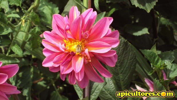 Abeja recolectando polen de una flor gigante