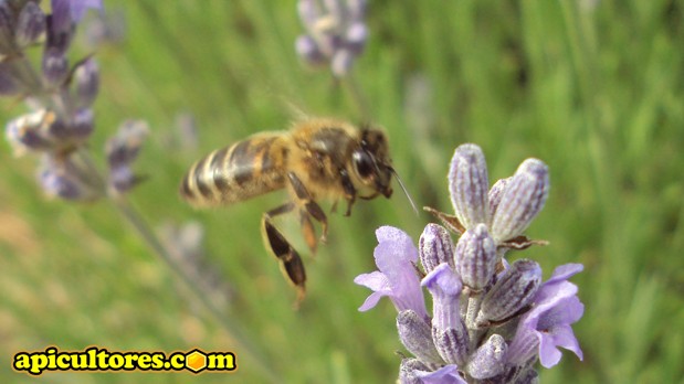 Abeja volando sobre flores de espliego